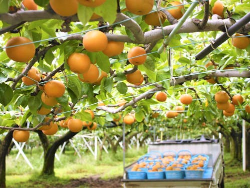 そんな町に、梨農家を目指す新規就農者が集まりつつある。