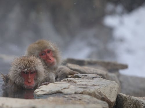 湯田中渋温泉郷・地獄谷野猿公苑