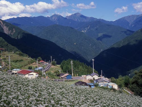 急斜面の特徴を活かし、下栗芋やソバ等の特有の食文化が生まれました。