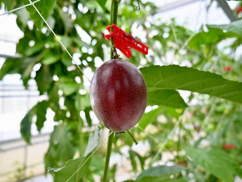 パッションフルーツ。温暖な気候の南大隅町では、熱帯果樹の特産品化が進んでいます！