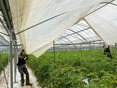 火山灰の降る鹿児島は、施設園芸も盛んです。ハウス準備は連携プレーが求められます。