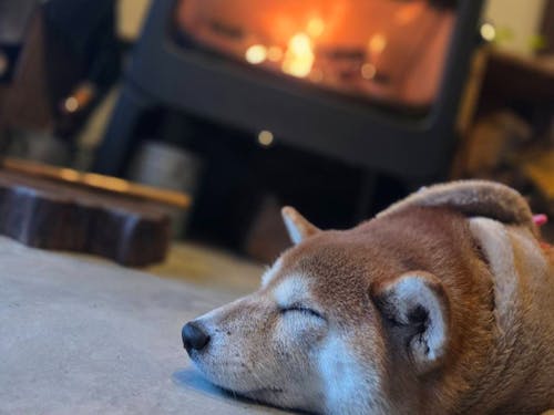 ワンちゃんも、薪ストーブの「暖」のとりこです♡