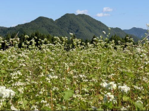 田んぼ一面に咲き揃うソバの花!10月には「ソバの花まつり」が開催。