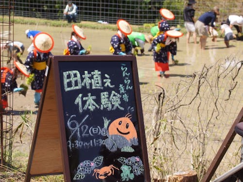 市街地から20分ほどの集落で、田植え体験を楽しむ早乙女姿のイベント参加者
