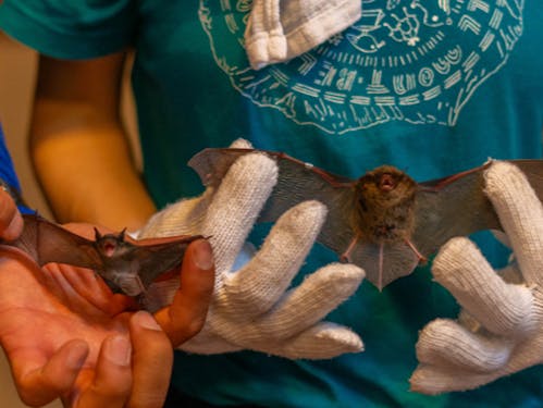 コウモリの環境調査
