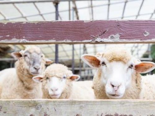 しっかりカメラ目線のサービス精神旺盛な羊たち