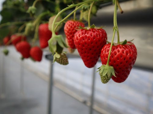 イチゴの季節、市内には３０を超えるイチゴ農家さんがあります。