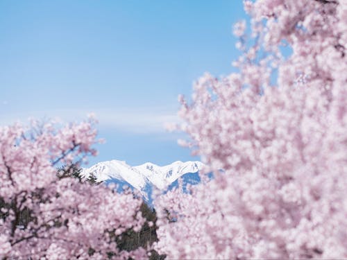 天気のいい日には中央アルプスや南アルプスの山々が望めます。