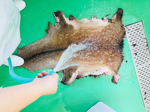 搬入された鹿の「皮」もなめし業者へ納品し活用しています