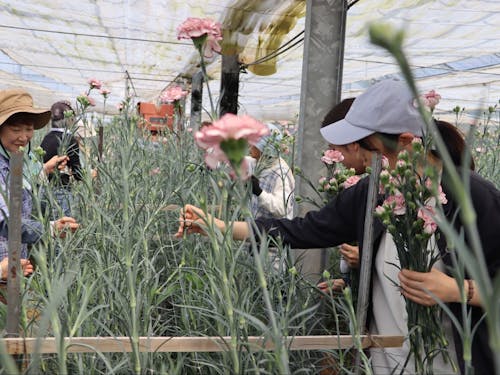 カーネーション見本園の様子