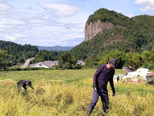 食べるお米は自分でつくる（稲刈り）