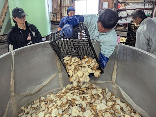 はじめての芋焼酎（五輪峠）仕込み