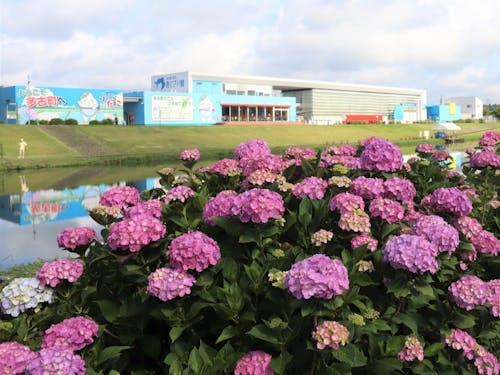 夏季には「道の駅多古」周辺で、色鮮やかなあじさいが見られます。