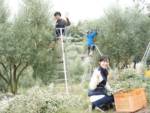 秋はオリーブの収穫を！（一例）