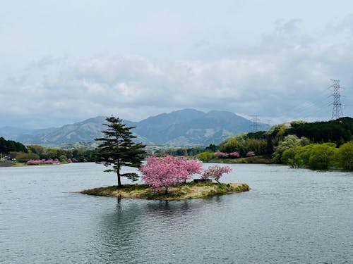 春の日野川ダム