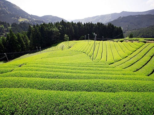 茶畑風景