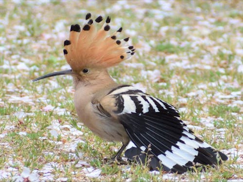 毎年4月にバードウォッチングを開催。