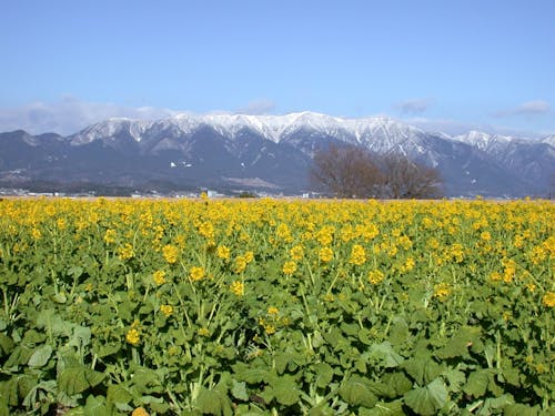 湖岸(第一なぎさ公園)