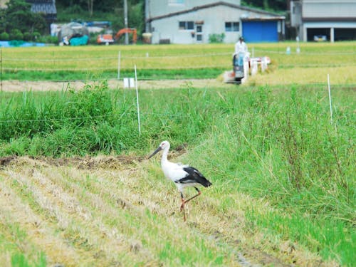 コウノトリの野生復帰 今では人とコウノトリが当り前に共生しています
