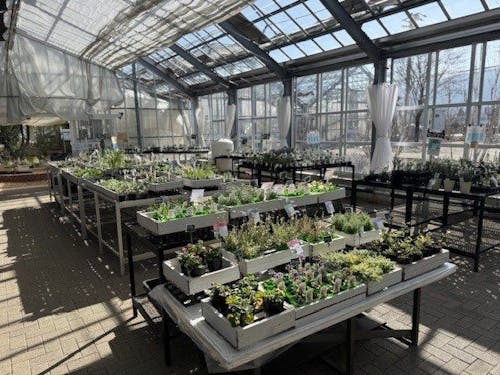 ナチュラルマルシェsoyosoyoさんはハーブ苗専門店（今年の営業は3/20～）