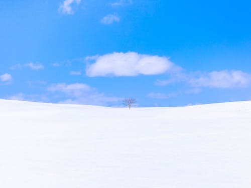 静寂に包まれる冬の牧場。雪原を独り占めするような、贅沢な感動を味わえます。