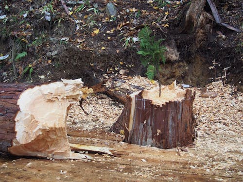 森林資源に恵まれた地域です