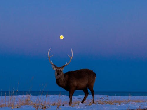 月を仰ぐ鹿の息づかいが聞こえそうなほどのキーンと冷えた空気と澄んだ夜空