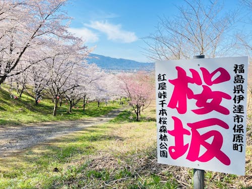 紅屋峠千本桜森林公園