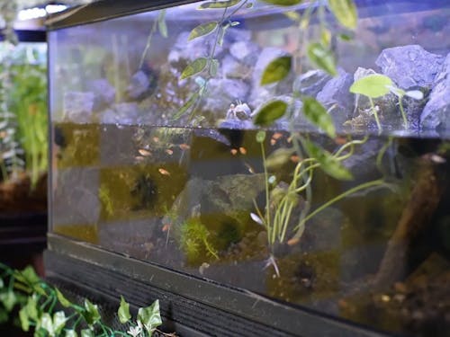 工場内の各所に緑の空間や水槽がある。社員の自発的活動によって維持されているそう