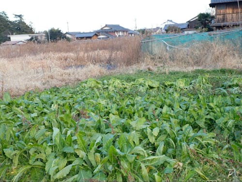 冬野菜が生い茂る畑