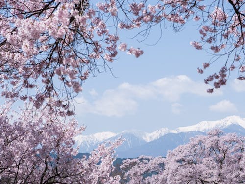 残雪の残る中央アルプスと桜