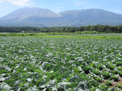 浅間山のふもとにキャベツ畑が広がる嬬恋村