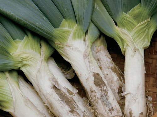甘くてとろ~りしている下仁田ネギ(下仁田町)