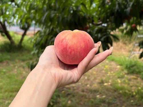 磐梯町の方に連れて行ってもらったもも狩り。