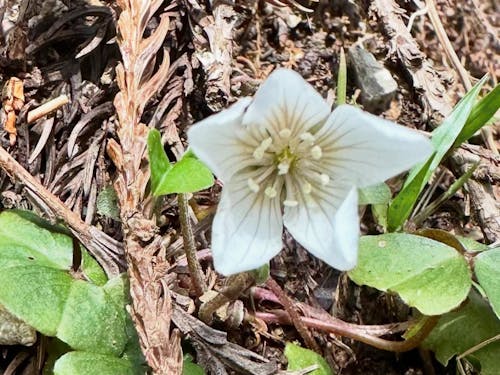 清楚な雰囲気のミヤマカタバミ