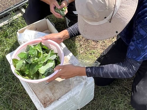 収穫したモロヘイヤの出荷準備中