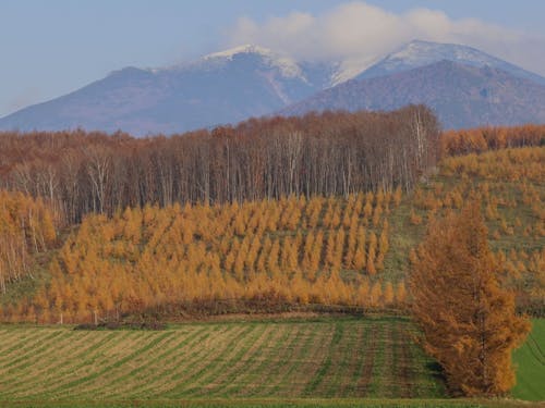 黄金に色づく、カラマツの紅葉