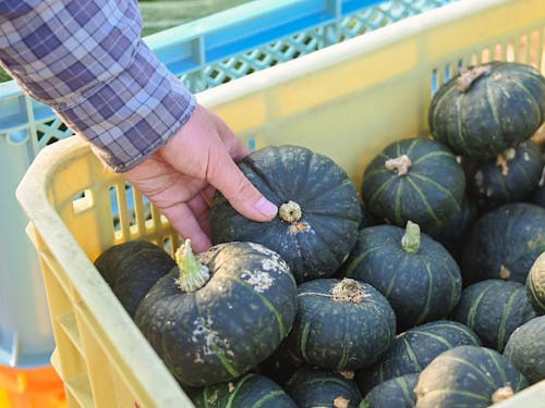 ひとつずつ確かめて、暮らしへ渡す収穫物