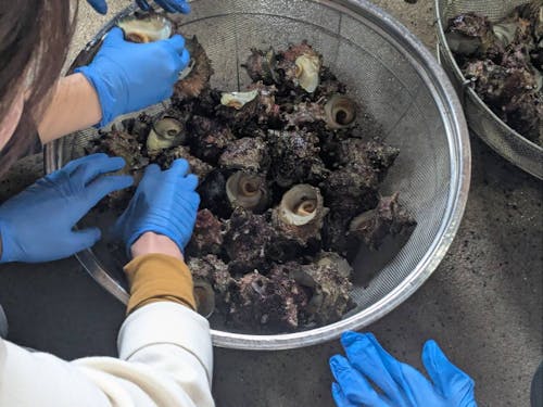 島の特産品のひとつ、サザエを選別する大人の島留学生