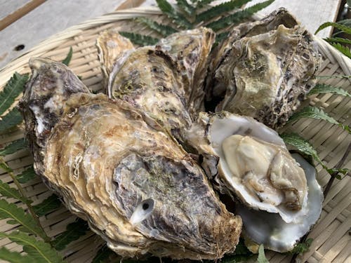 新庄の海で育った、旨み豊かな牡蠣