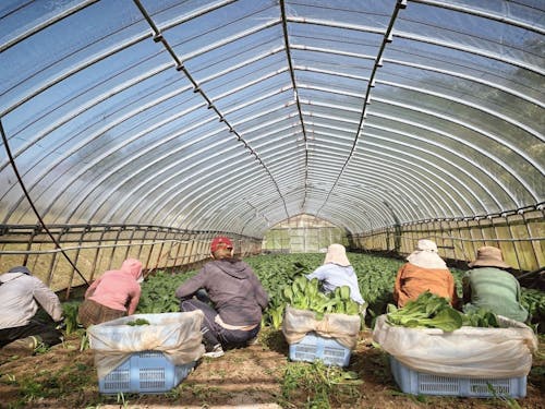 未経験で農業を始めた方もたくさん在籍しています