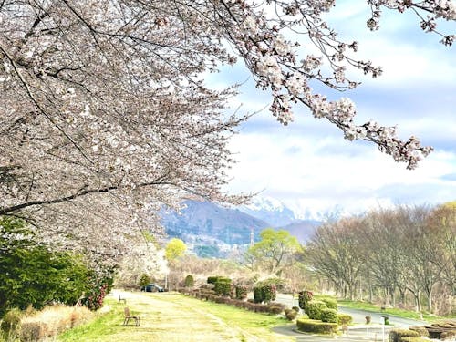 こんな春の景色まで、あと少し。