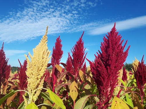 雑穀アマランサス畑の様子