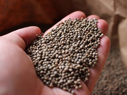 軽米町の特産品であるエゴマ