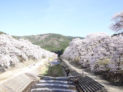 鮎河の千本桜🌸