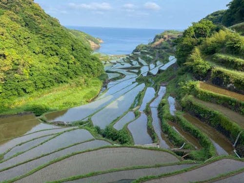 田植え後の棚田