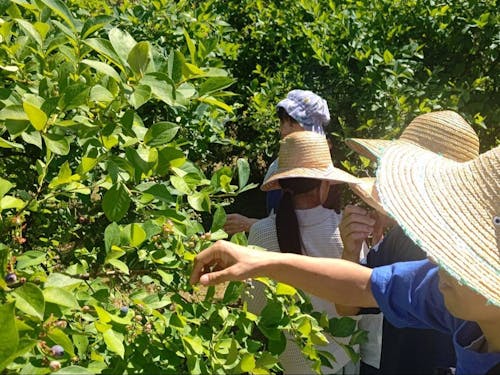 ブルーベリー摘み取り体験(下田)