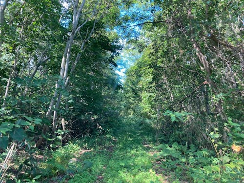 ボタニカルを求め森の中へ