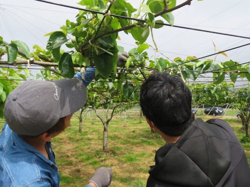 加賀の梨園での仕事体験