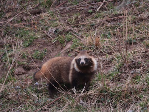 島前、知夫で見られる狸